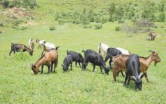 2021年养山羊还能赚钱吗?山羊养殖成本和利润分析