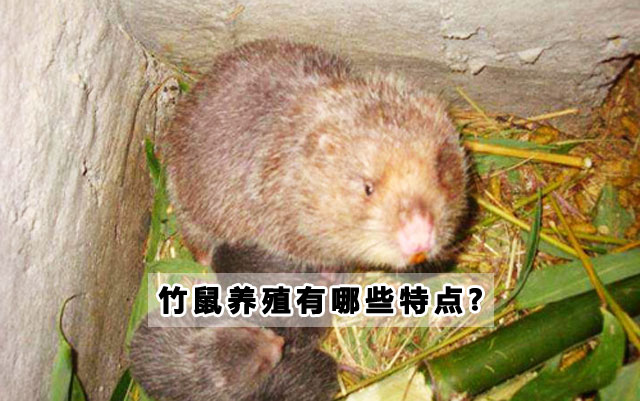 竹鼠养殖有哪些特点?竹鼠养殖前景如何?