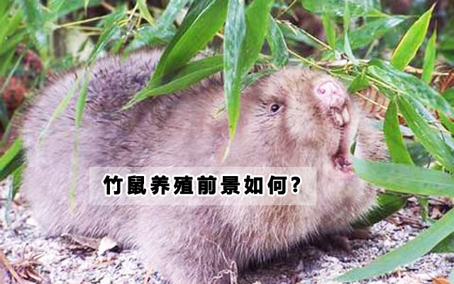 竹鼠养殖前景如何?