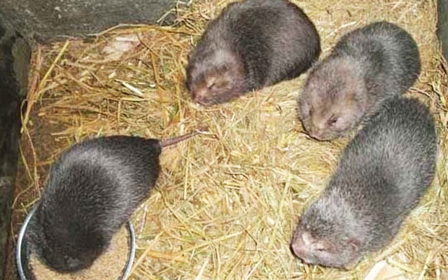 竹鼠养殖具有5个特点，竹鼠的养殖效益如何？